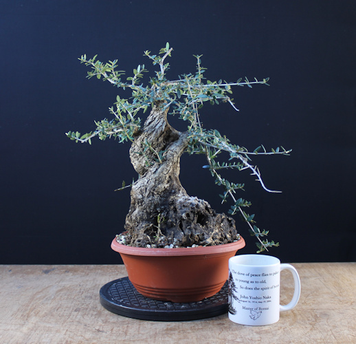 olive bonsai